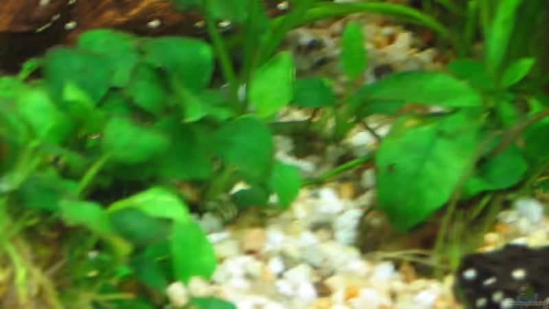 Anubias von Michael Kamrath (8)