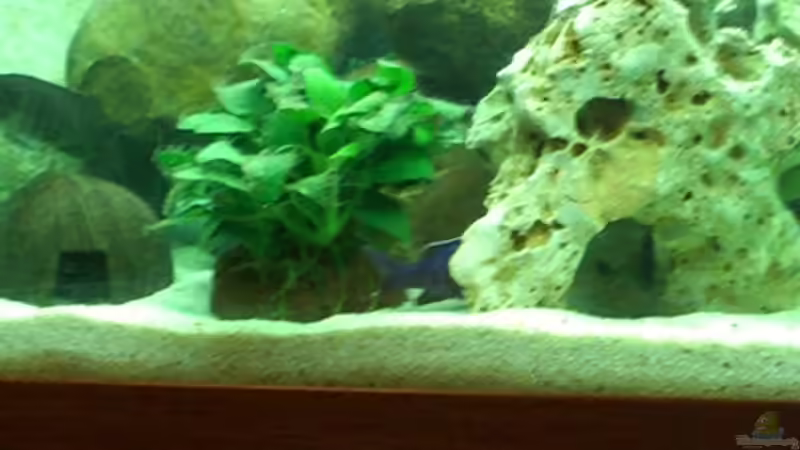 Anubias von Pascal Lehmann (3)