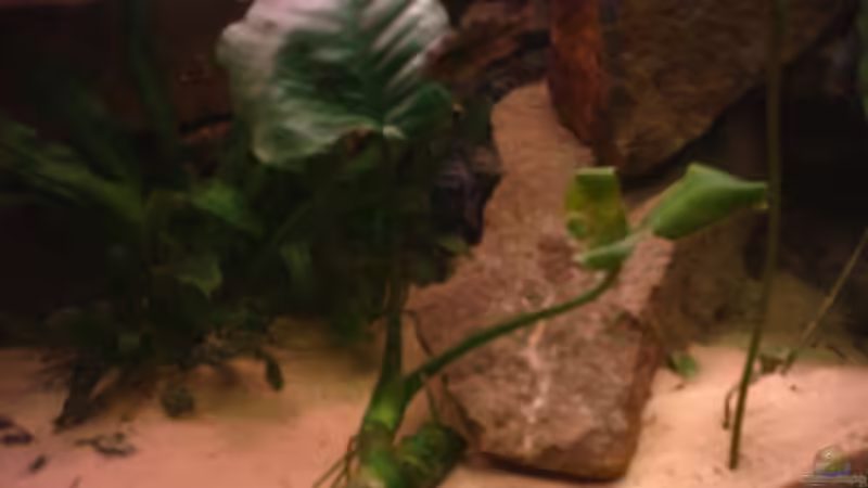 Anubias von Philipp Clodt (6)