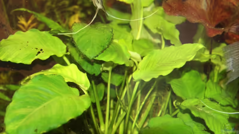Anubias von Sabrina Plankensteiner (27)