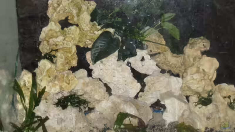 Anubias von Sky1706 (15)