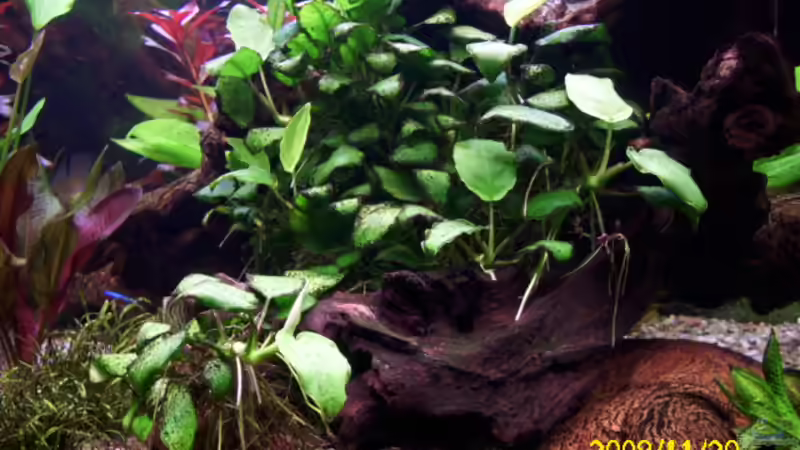 Anubias von Spunk (11)