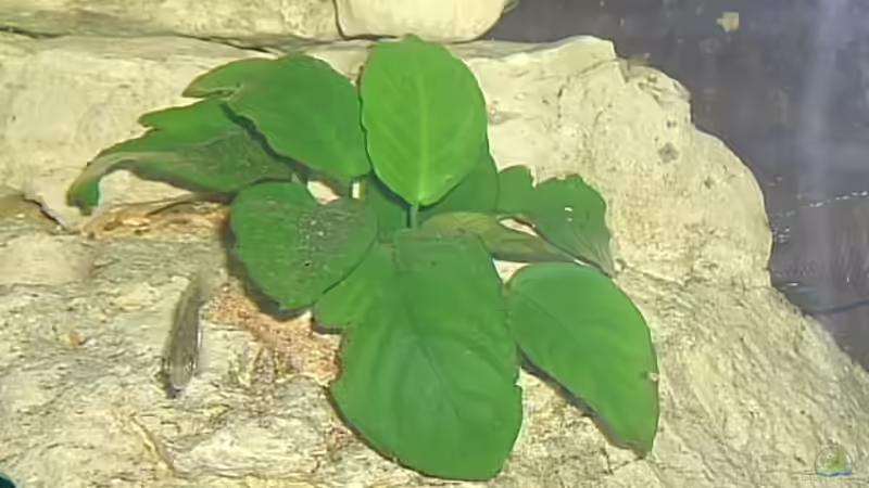 Anubias von Steffen Langer (4)