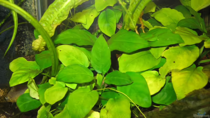 Anubias von Tankman71 (4)