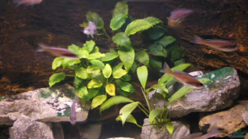 anubias von Thomas Wiesner (2)