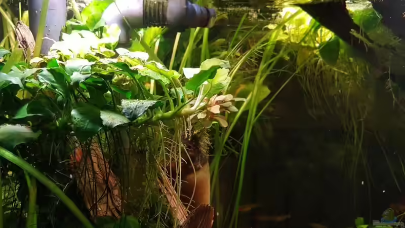 Anubias vor Auslassrohr von Klaus R (26)