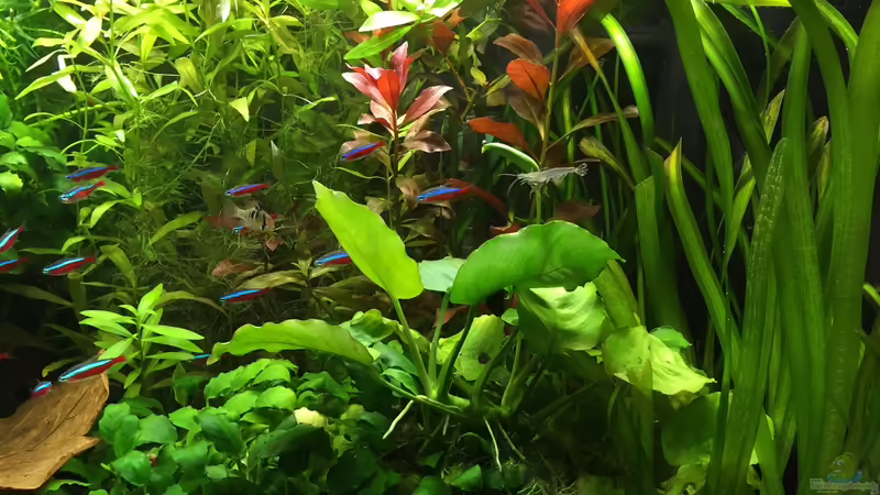 Anubias (vorne)  von Yasmine (13)