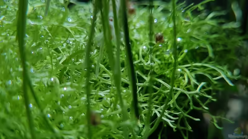 Anubias Wurzeln von David Schneider Aquaristik (13)