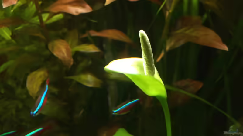 Anubiasblüte, die mittlerweile vom Wels verspiesen wurde  von Yasmine (15)