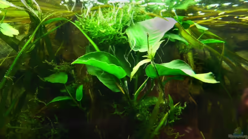 Anubie auf Mangrovenwurzel 04.2008 von Tim Burow (10)