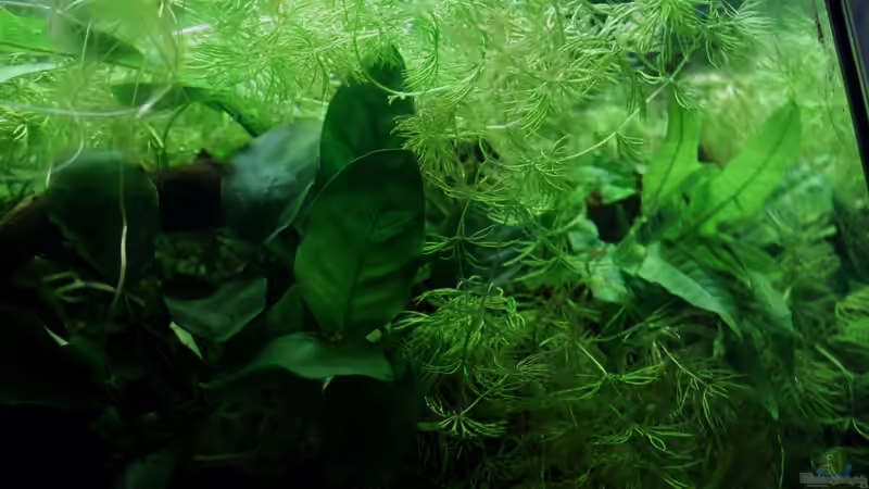 Anubie und Hornkraut an der Oberfläche von die Perle... (21)