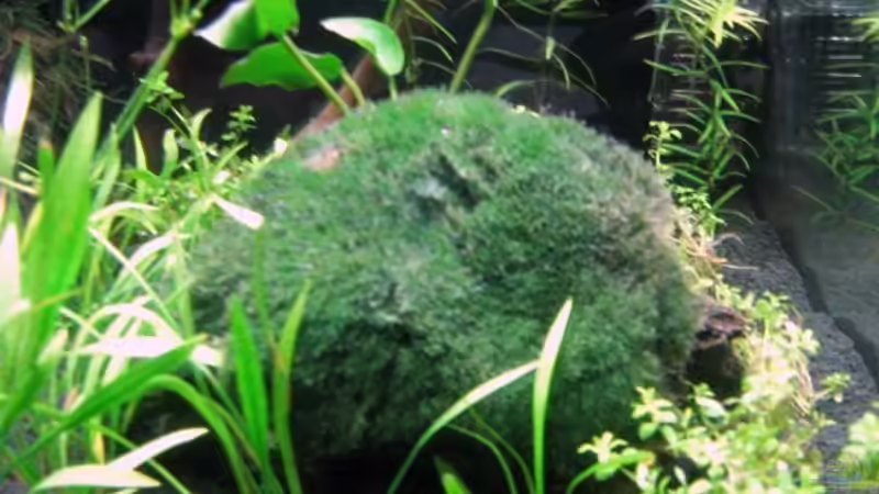 Anubie und Mooskugel auf Lavastein von Aquarium-Bochum (10)