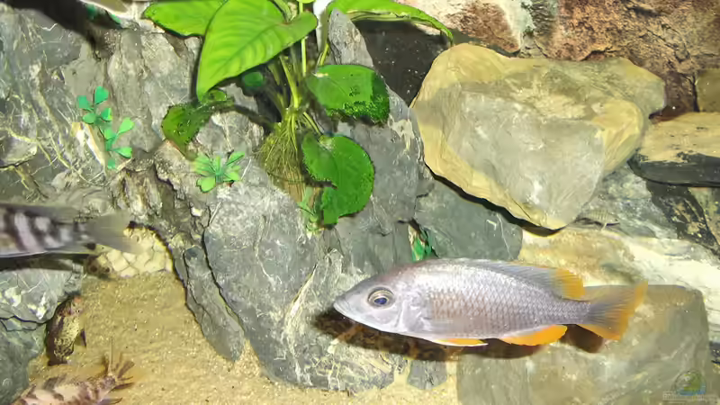 Anubie von Esslinger (5)