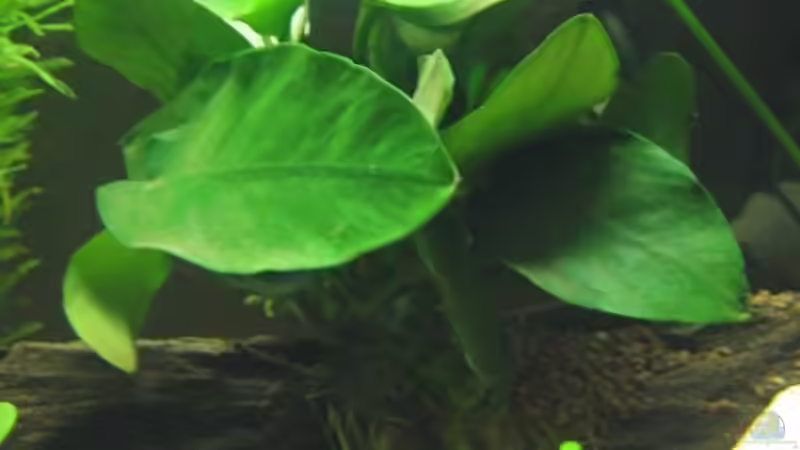 Anubie von gestresster (Sven) (6)