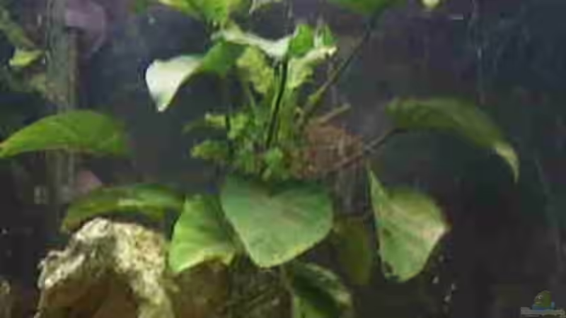 Anubie von Monika Thiele (11)