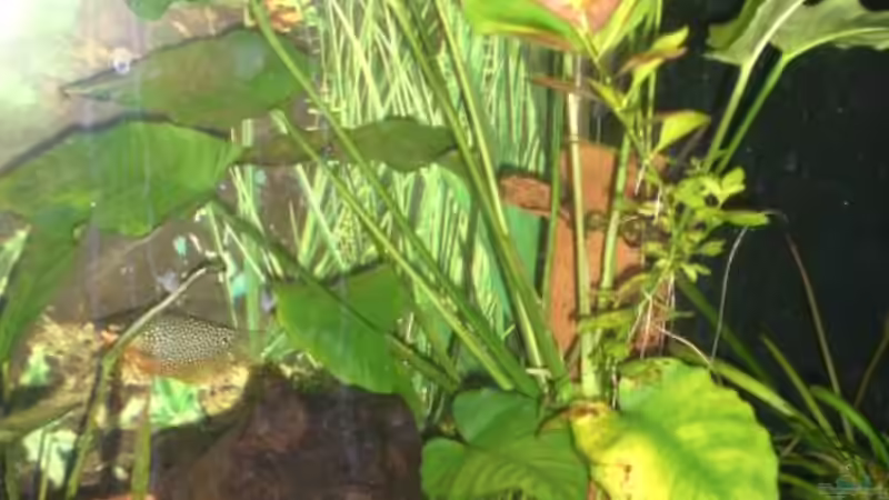 anubie von Tobias Ziemzek (8)