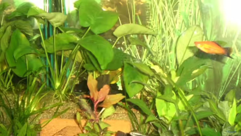 anubie von Tobias Ziemzek (9)