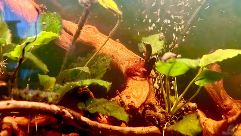 Anubien  von Thilo (10)