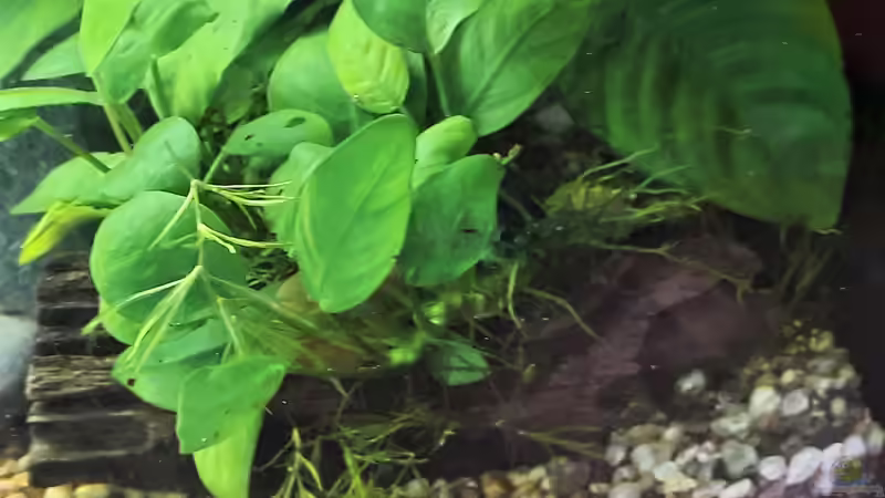 Anubien auf Mangrovenwurzel von okefenokee (34)