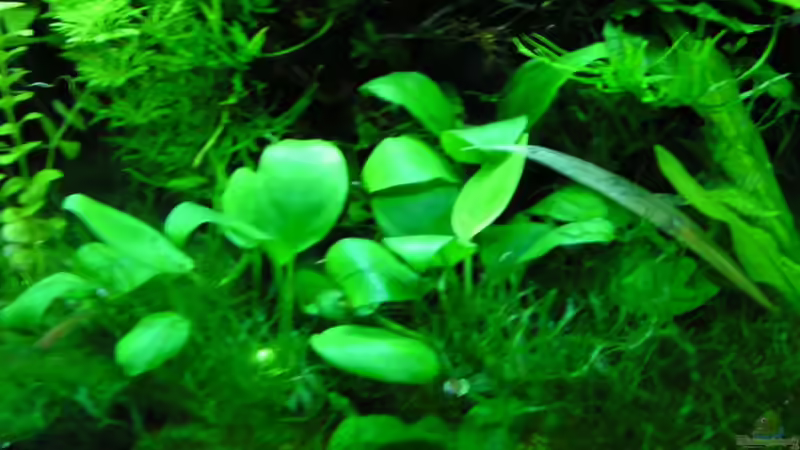 Anubien im Pelliamoos von Bojo (4)