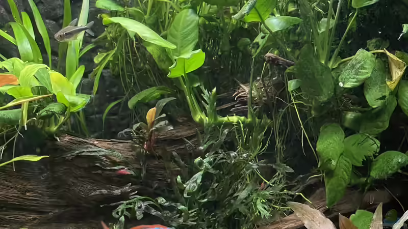 Anubien und Kongofarn von Thilo (20)