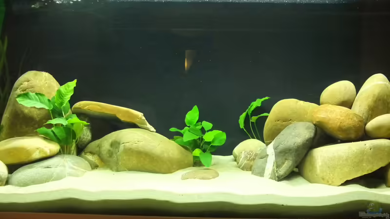 Anubien von axolotl (8)