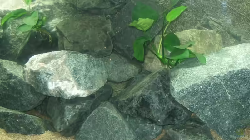 Anubien von Crenii (11)