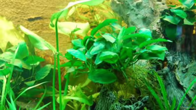 Anubien von Denon (5)