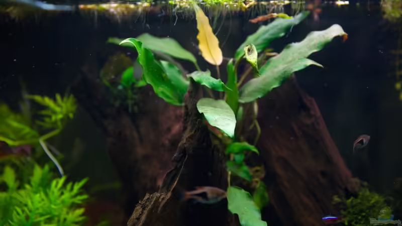 Anubis  von Sarah (13)