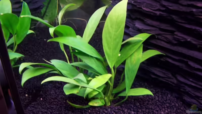 Anubis afzellii von KoRnViper (8)