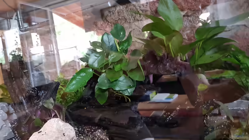 Anubis aufgebunden von Manuela&Mike (14)