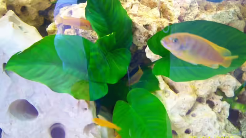 anubis b. von Rene Nolting (9)