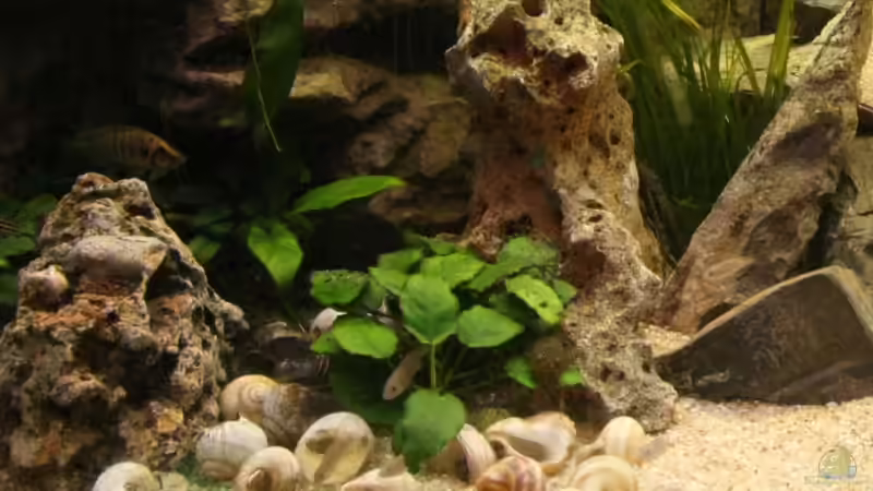 Anubis barteri nana + Valisnerien von photizo (7)