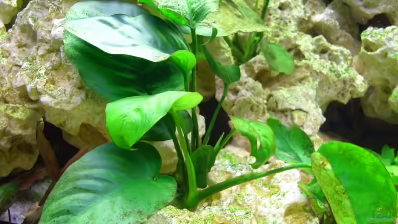 Anubis im Lochgestein verwurzelt von Uwe Baumgarten (12)