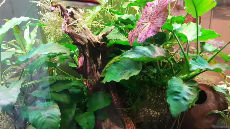 Anubis und Roter Lotus von Manuela&Mike (24)