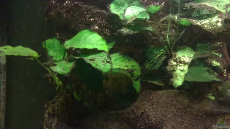 anubis von bertone262 (6)