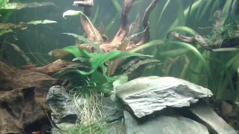 anubis von Jessi & Daniel (6)