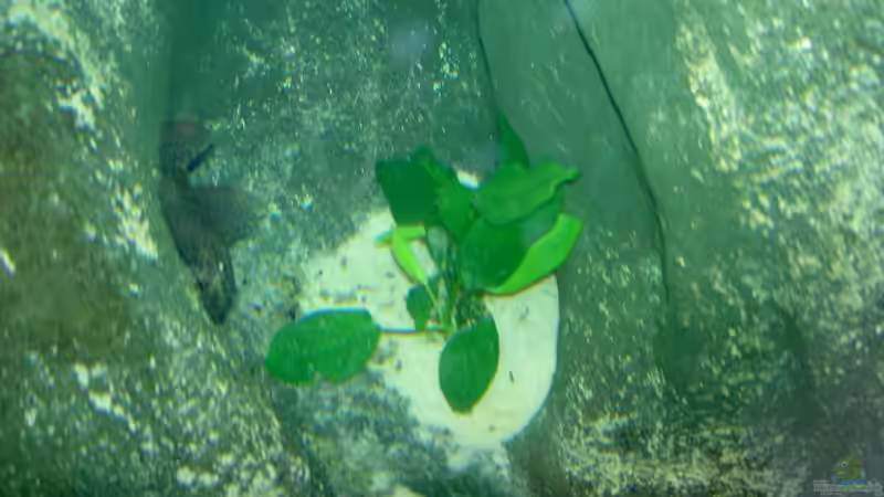 Anubis von Michael Eberhardt (8)