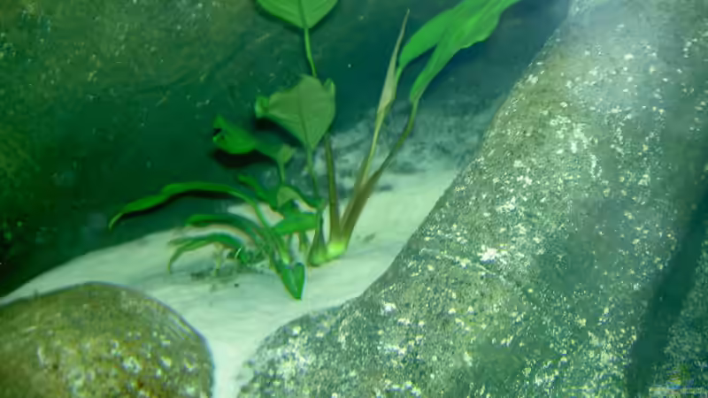 Anubis von Michael Eberhardt (9)