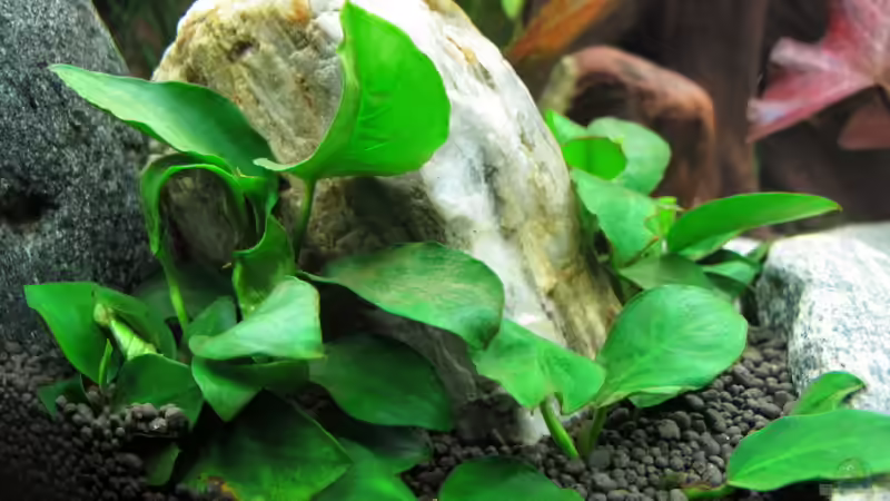 Anubis von Sarah (31)