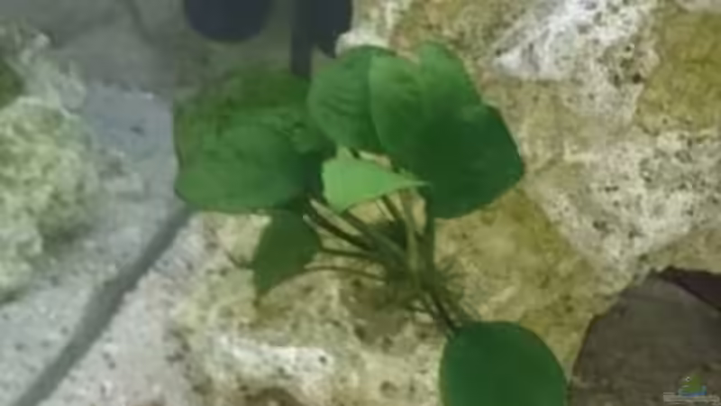 Anubis zwergsperblatt von Michael Lüdicke (3)