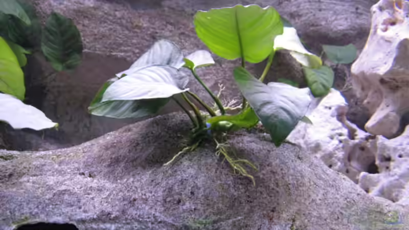 Anubius Barteri von Armin Lange (6)