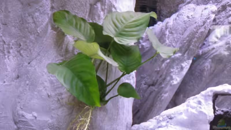 Anubius Barteri von Armin Lange (7)