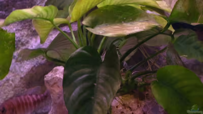 Anubius Barteri von Armin Lange (8)