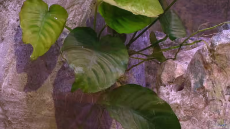 Anubius Barteri von Armin Lange (9)