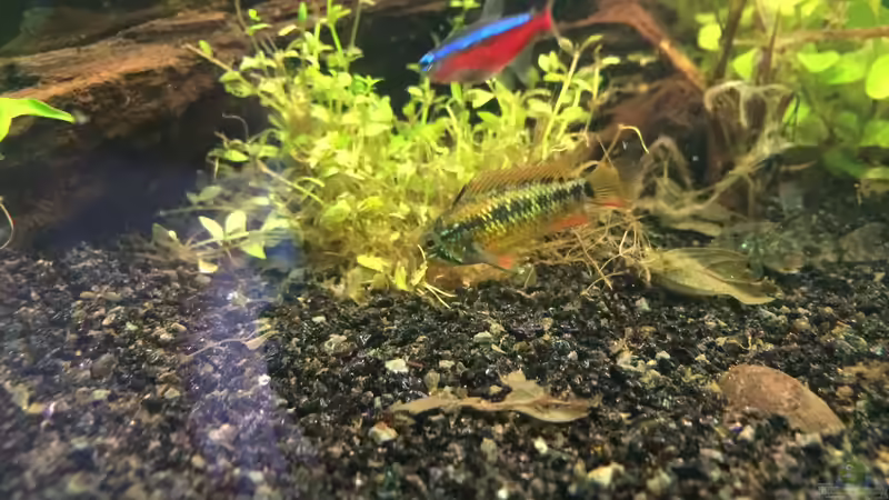 Ap.macmasteri (Female) von Bader0203 (13)