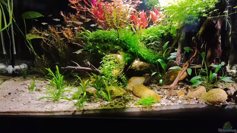 Apdate 15.6.23 von Amazonas (15)