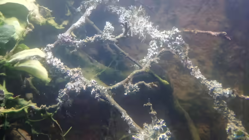 Apfelbaumäste Detail von - Stephen - (16)