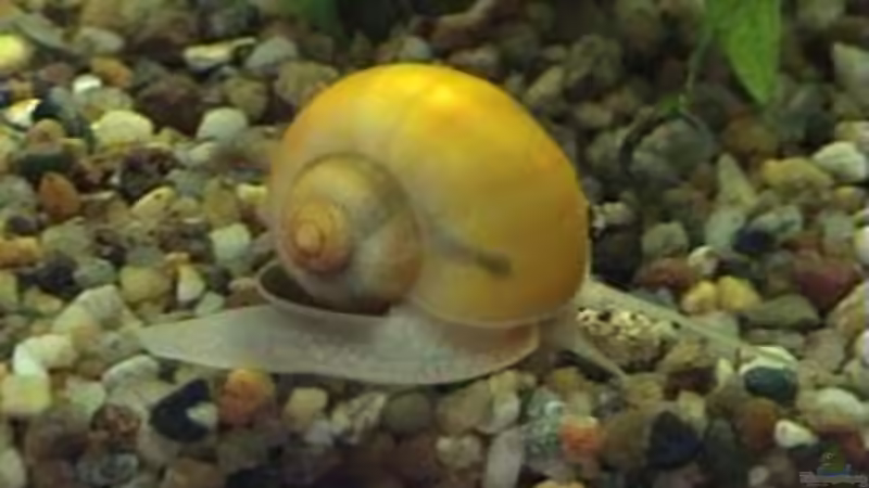 Apfelschnecke  von Marco Schumacher (19)