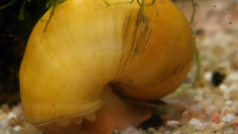 Apfelschnecke  von Monika Riedel (3)